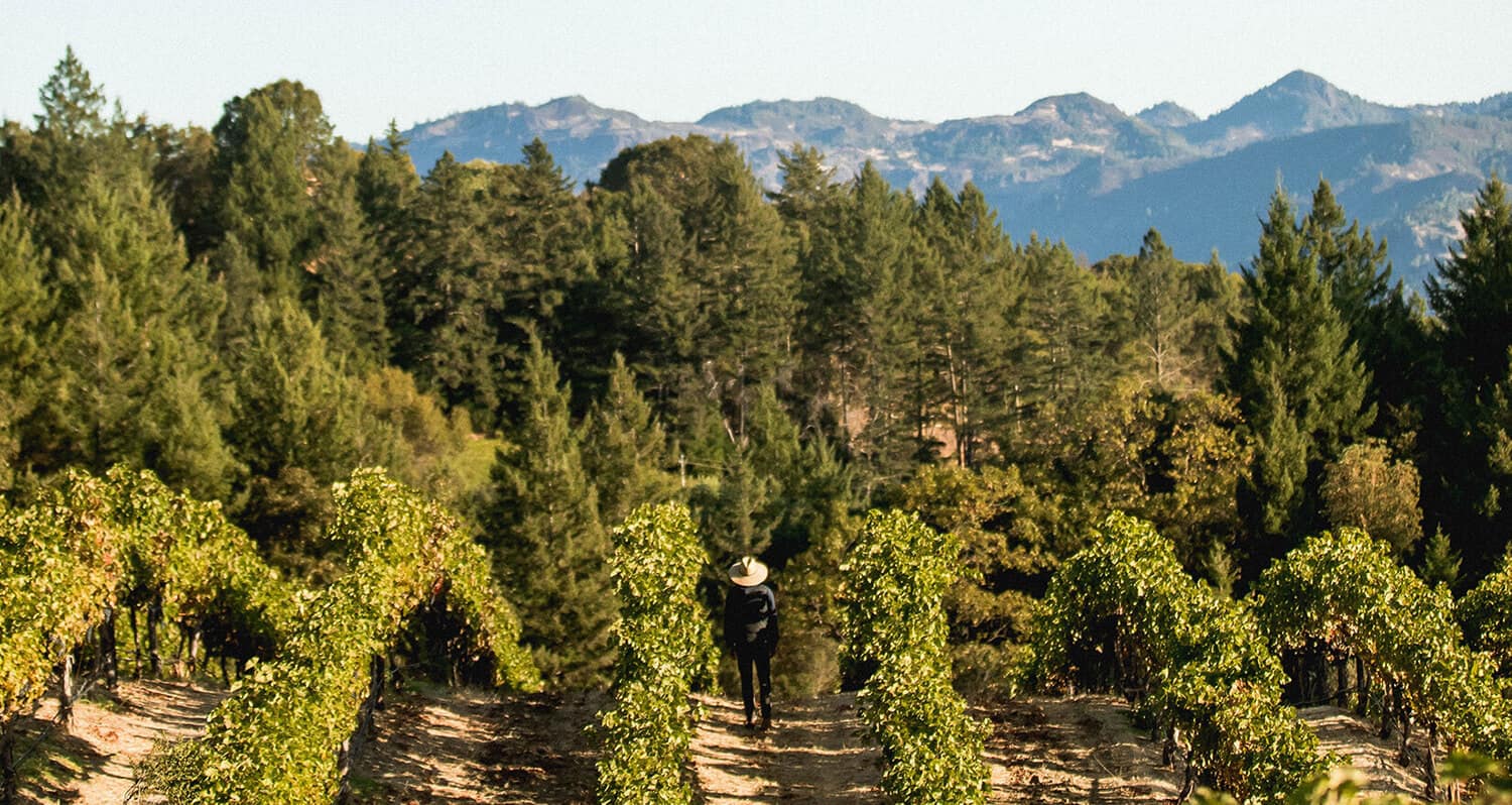 napa photography vineyard