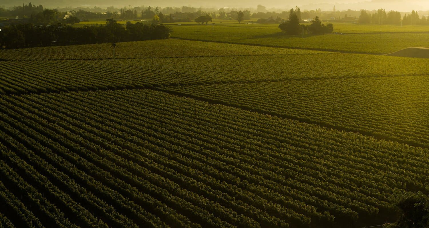 napa photography landscape vineyard