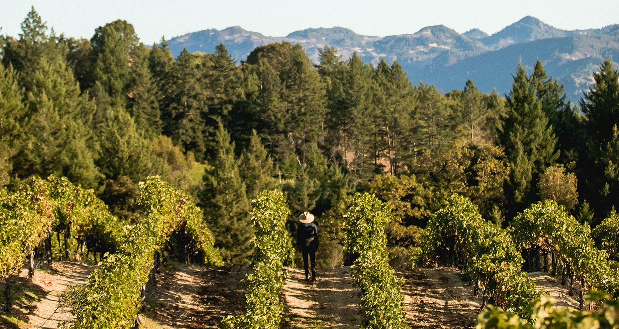 napa photography vineyard