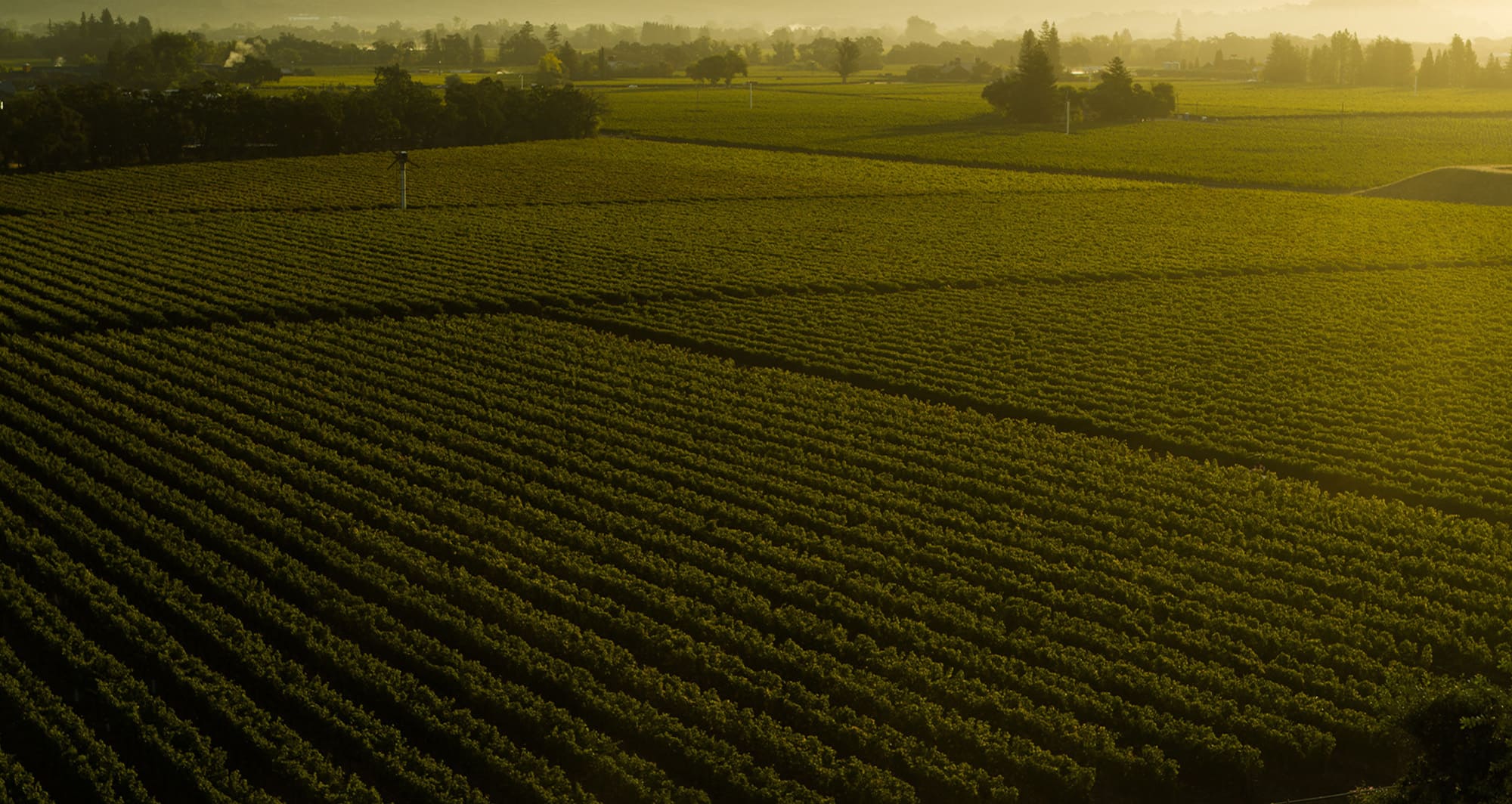 napa vineyard