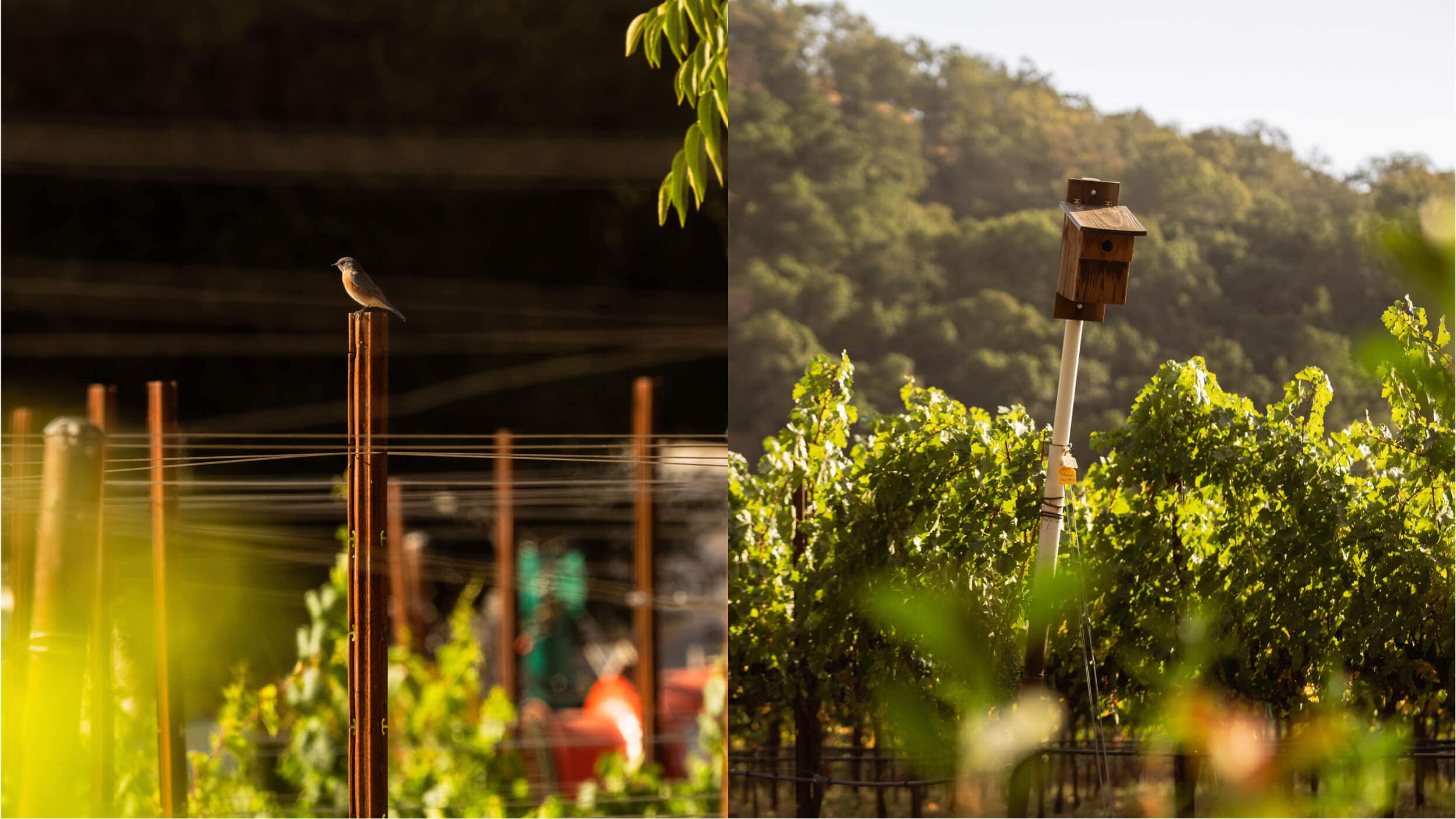 Twice Tyger Landscape photo Vineyards Birds