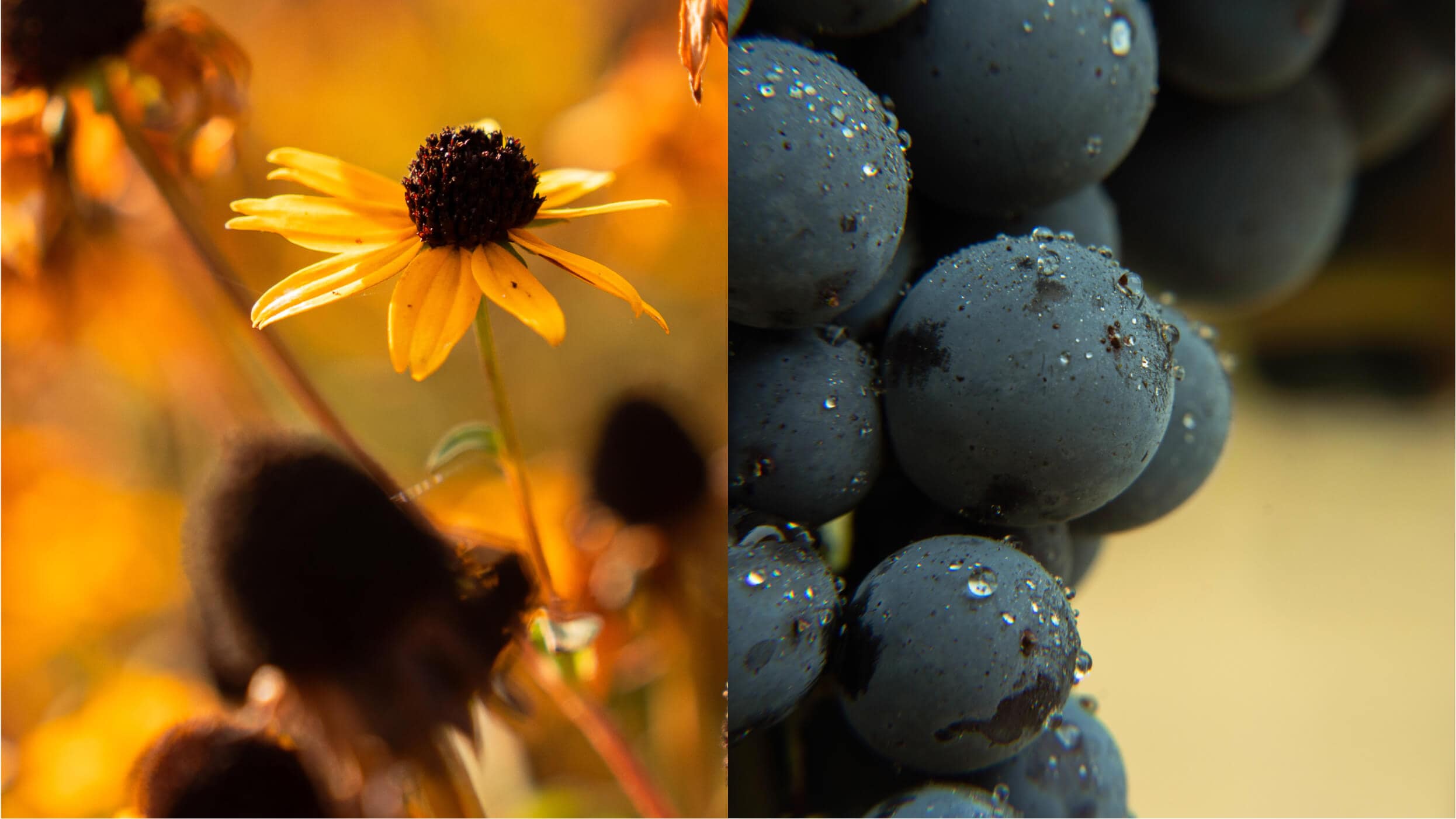 Twice Tyger Maco Photo flowers grapes