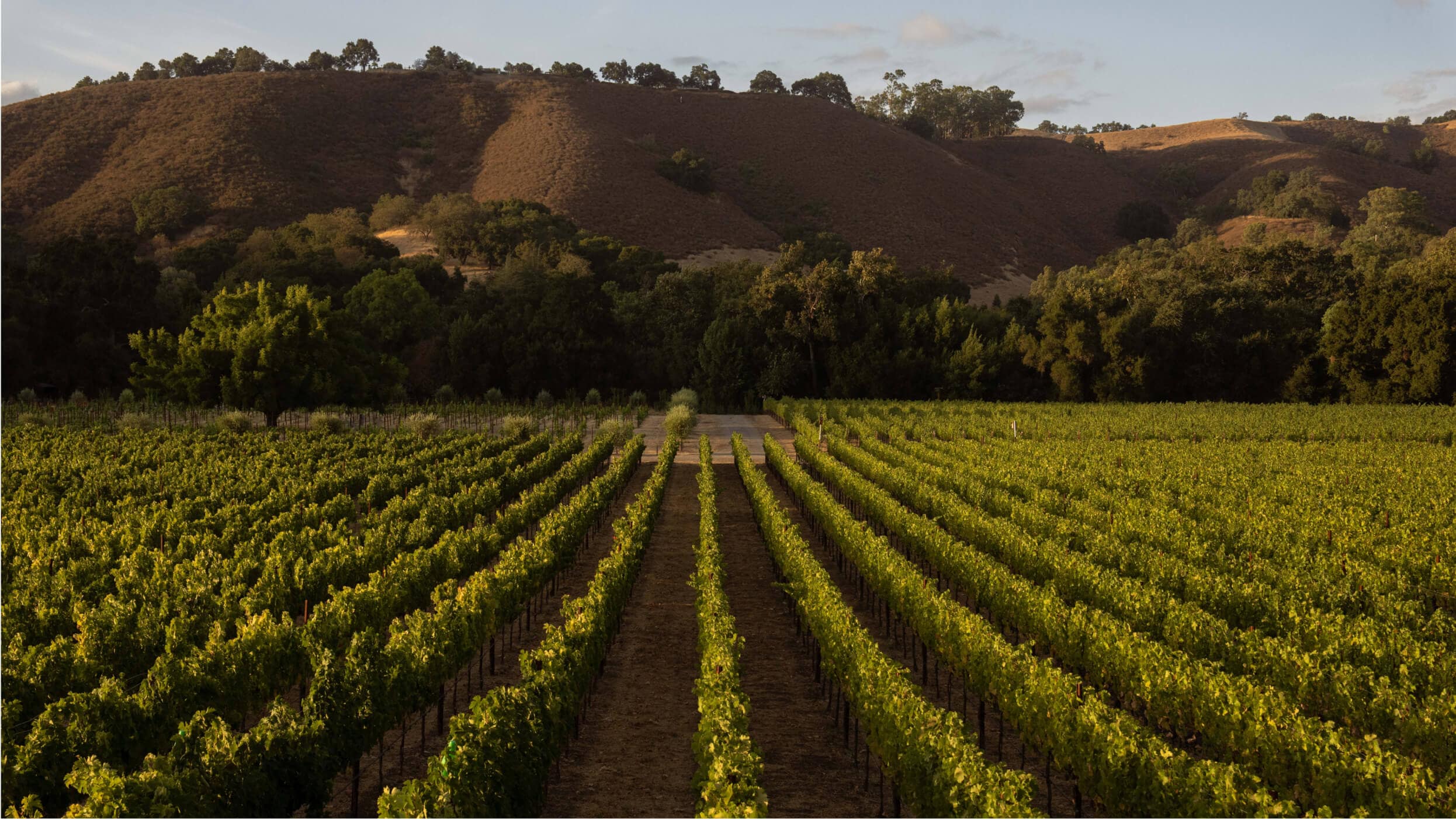 Twice Tyger Landscape vineyard