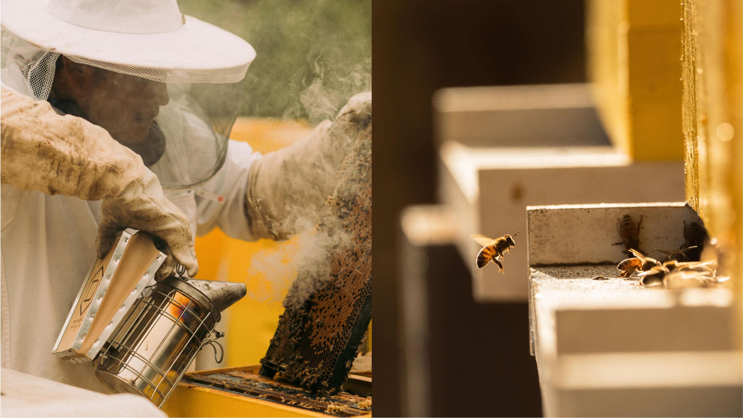 Twice Tyger Bee keeper bee landing