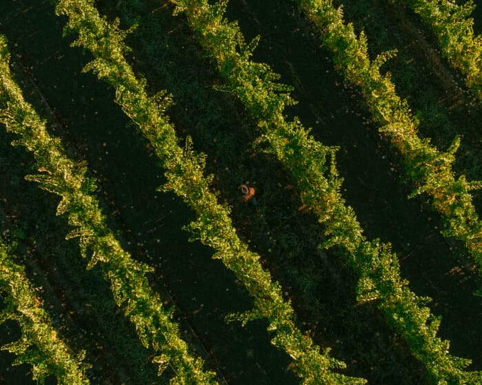 Beringer Knights Valley Vineyard overhead drone vines