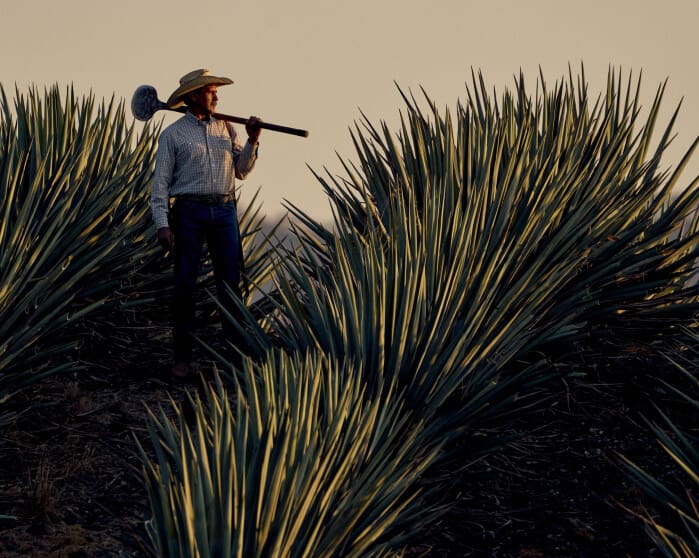 Casa Obsidiana Jimador in agave field