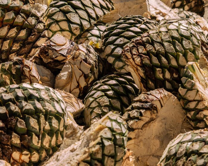 Casa Obsidiana agave piñas piled