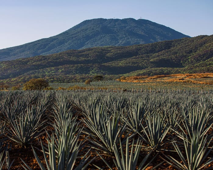 Casa Obsidiana Tequila Volcano agave fields