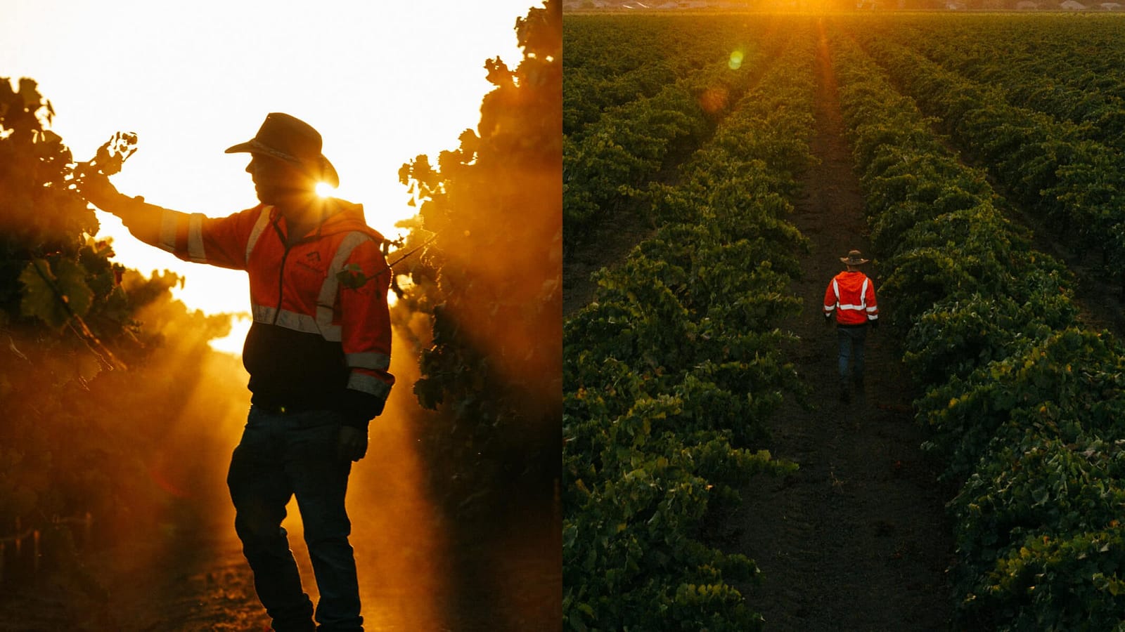 Vineyard Worker walking the Vines