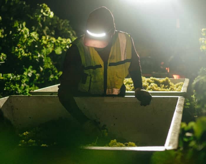 Vineyard worker wine harvest michael david wine