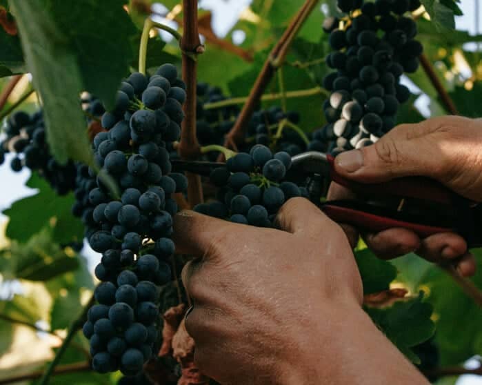 Vineyard grape harvest hands cutting grapes