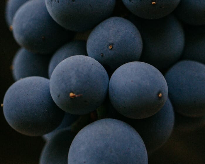 vineyard wine red grapes macro image